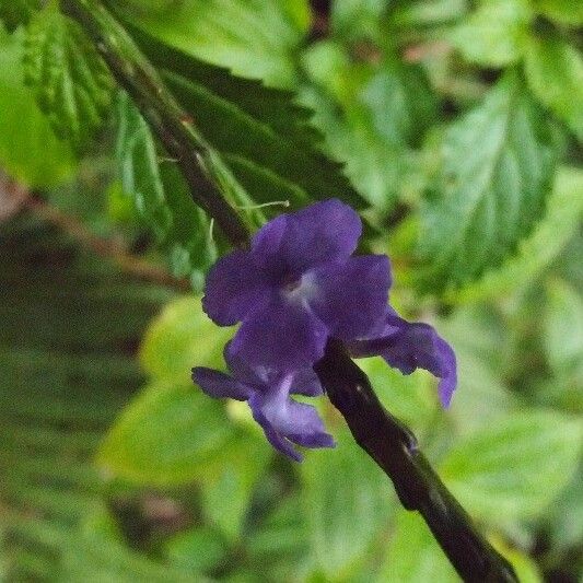 Stachytarpheta urticifolia Flor