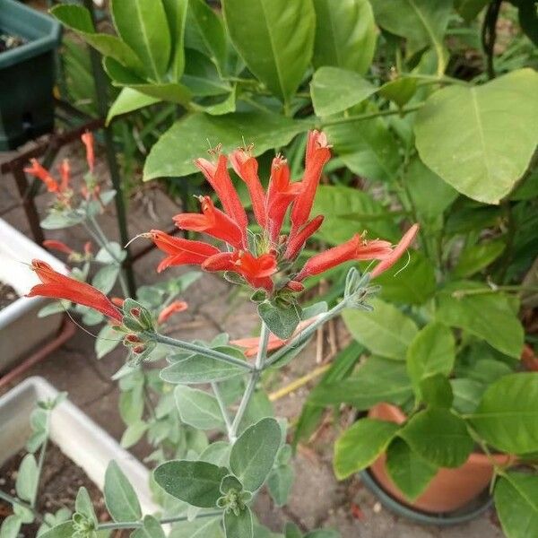 Bouvardia ternifolia Flower