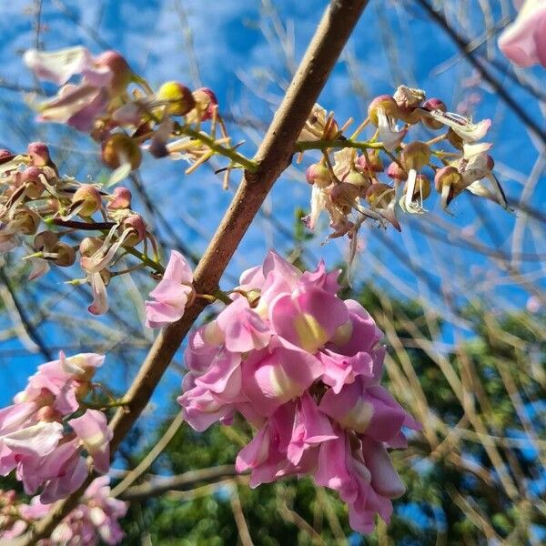 Gliricidia sepium Flor