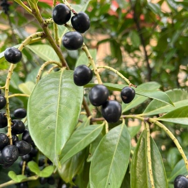 Prunus laurocerasus Vaisius