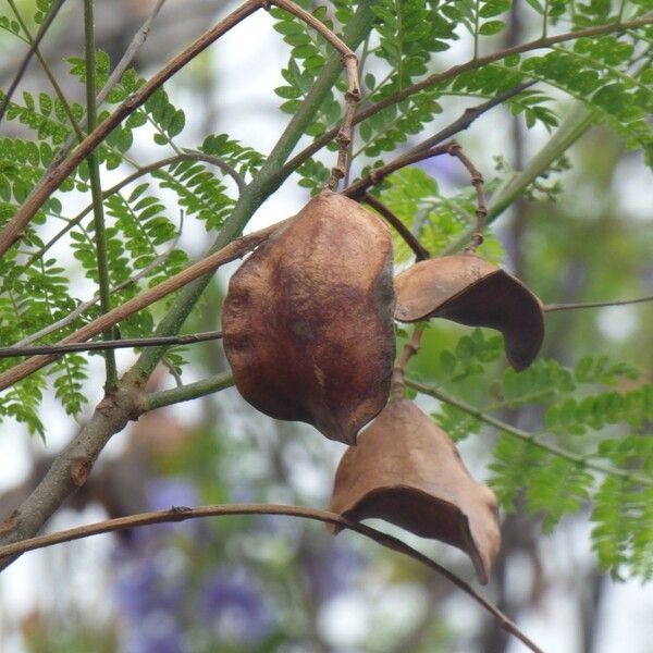 Jacaranda mimosifolia Fruto