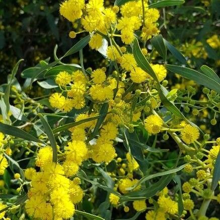 Acacia pycnantha Kvet
