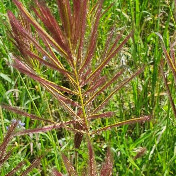 Tetrapogon roxburghiana Flor