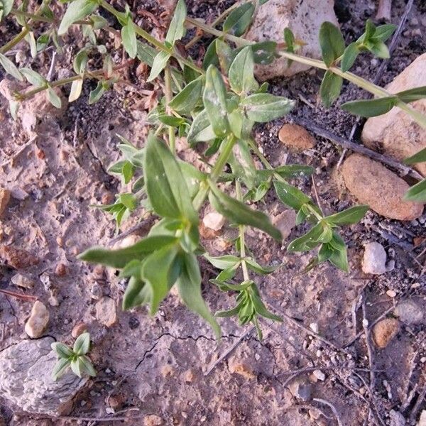 Lysimachia foemina Leaf