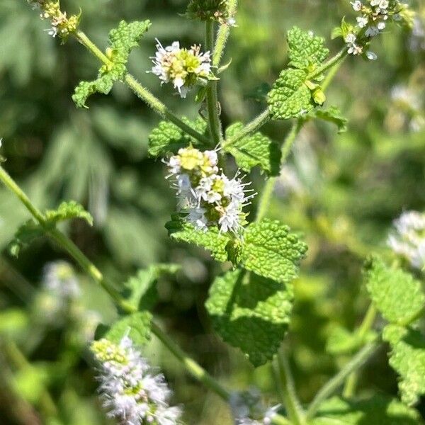 Mentha suaveolens Blomst