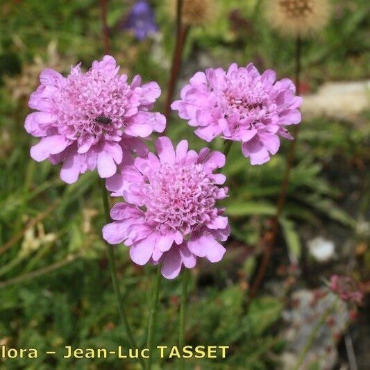 Scabiosa pyrenaica Flower