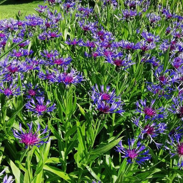 Centaurea montana Flower