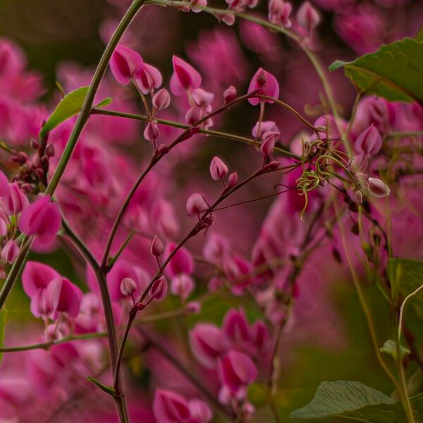 Antigonon leptopus Flower