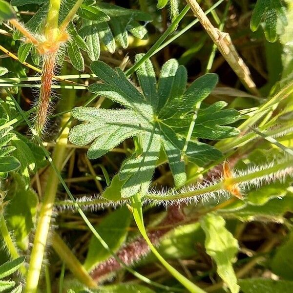 Geranium sanguineum बार्क (छाल)