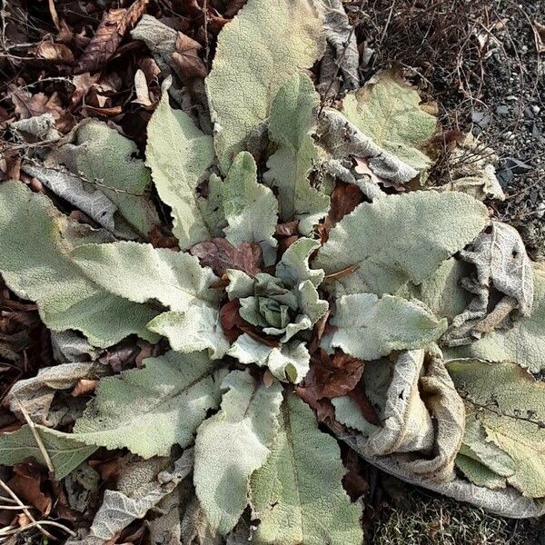 Verbascum boerhavii Hábito