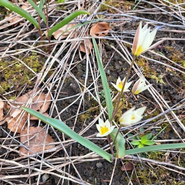 Tulipa sylvestris ᱵᱟᱦᱟ