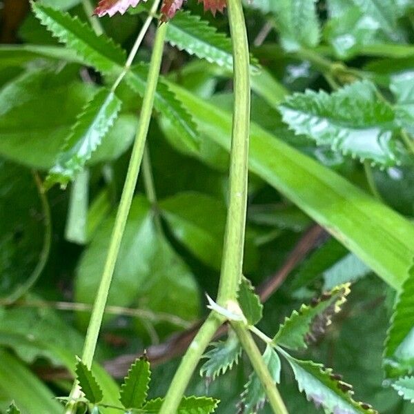 Sanguisorba officinalis Bark