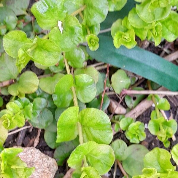 Lysimachia nummularia List