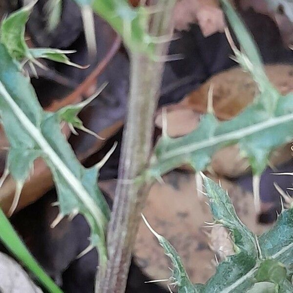 Cirsium arvense Bark