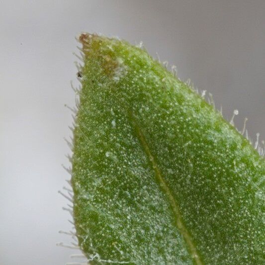 Rhinanthus burnatii