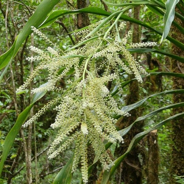 Cordyline mauritiana Lorea