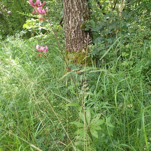 Lilium martagon Buveinė