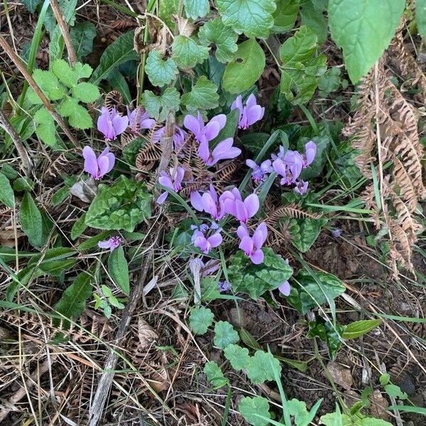 Cyclamen hederifolium 整株植物