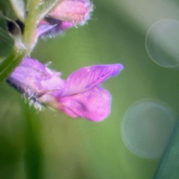 Vicia sepium Кветка