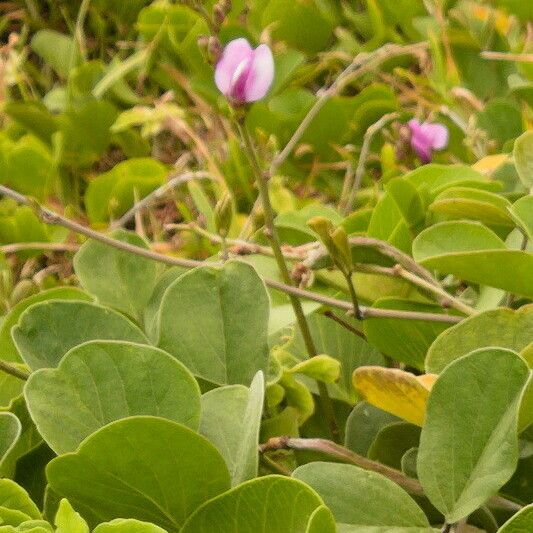 Canavalia rosea Flower