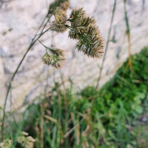 Dactylis glomerata Плод