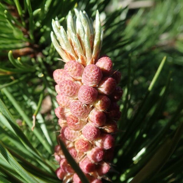 Pinus mugo Flower