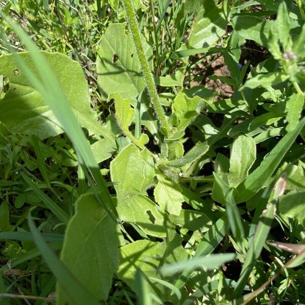 Crassocephalum vitellinum 葉