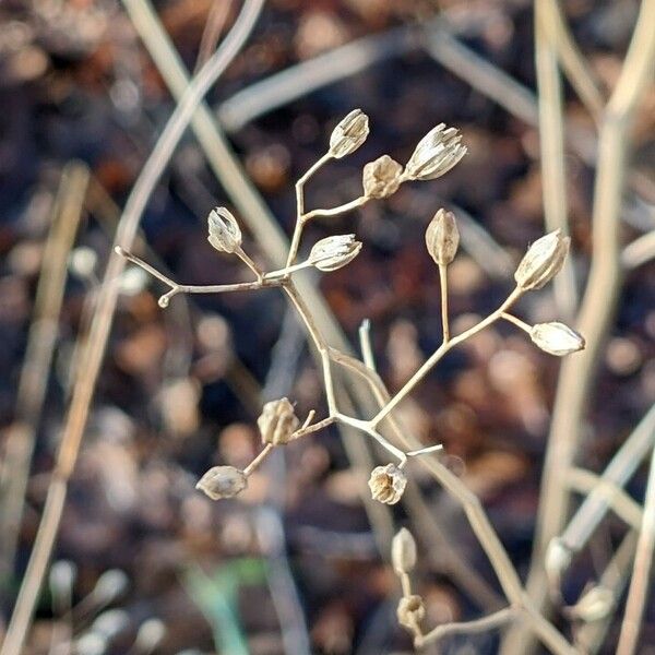 Lapsana communis Fruit