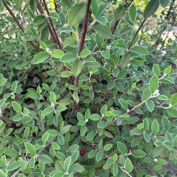 Cotoneaster pannosus Foglia