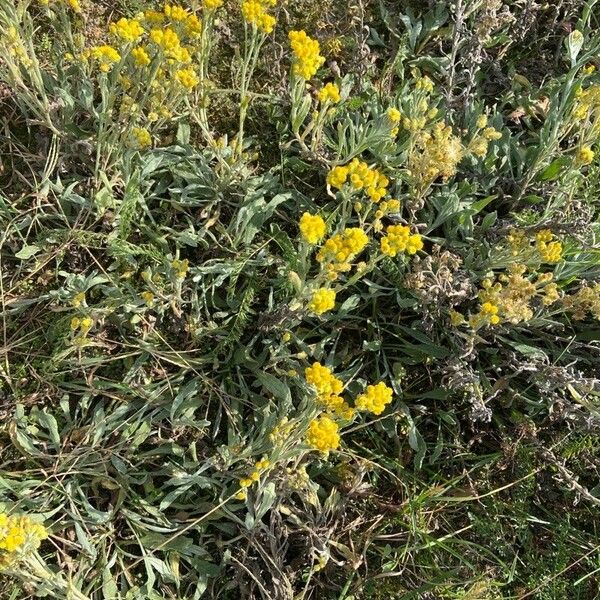 Helichrysum arenarium Flor