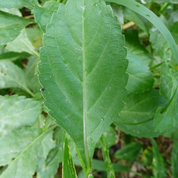 Stachytarpheta urticifolia Folha