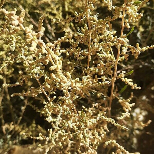 Atriplex canescens Vrucht