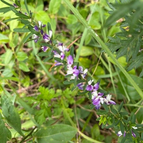 Lespedeza virginica Λουλούδι