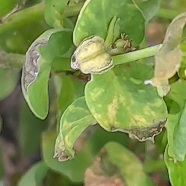 Euphorbia peplus Frukt