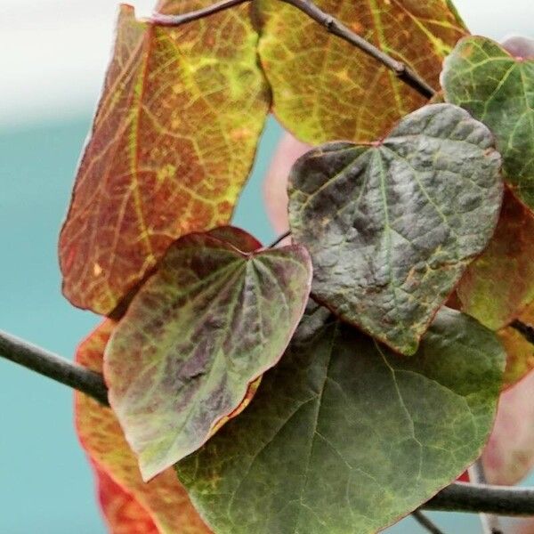 Cercis canadensis Blad