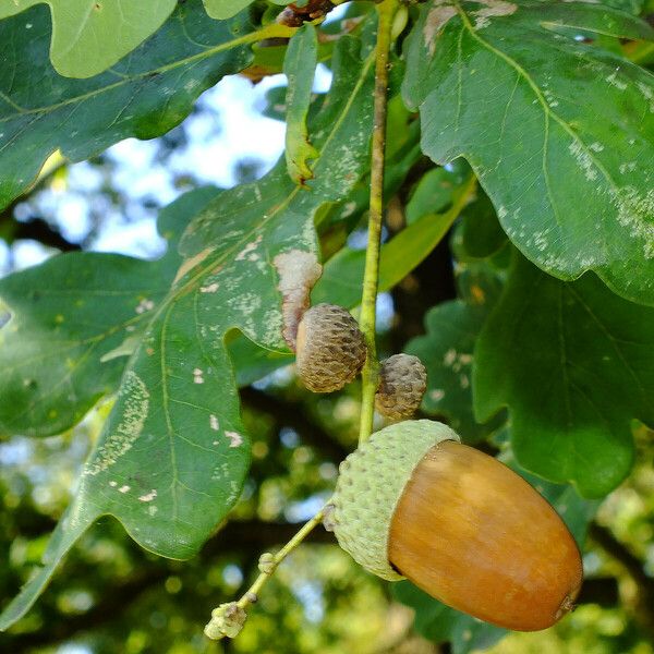 Quercus robur Ovoce