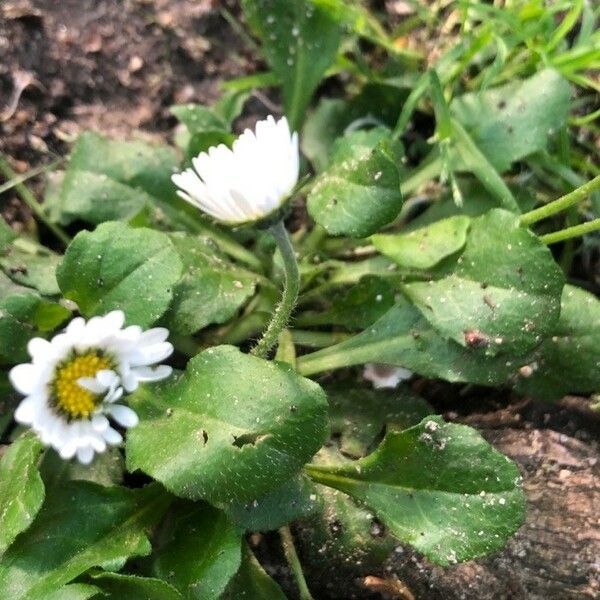 Bellis annua Leaf