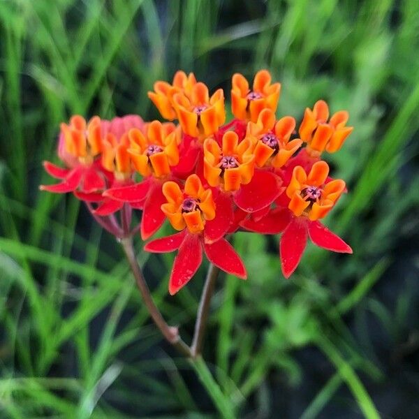 Asclepias lanceolata Flower