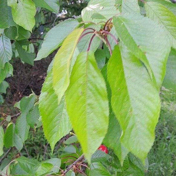 Prunus avium برگ