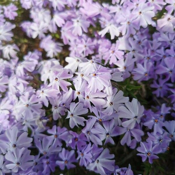 Phlox subulata Blomst