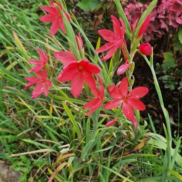 Hesperantha coccinea Flower