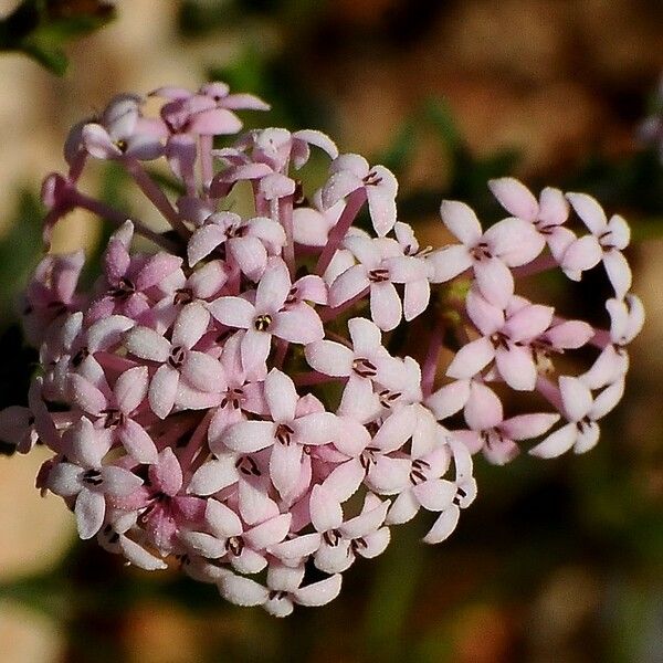 Hexaphylla hirsuta Bloem