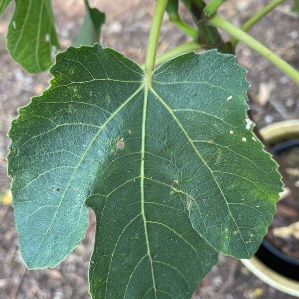 Ficus carica Blad