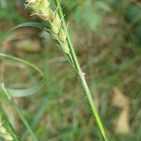 Carex hirta 果