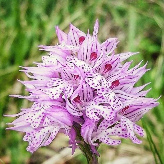 Neotinea tridentata Çiçek