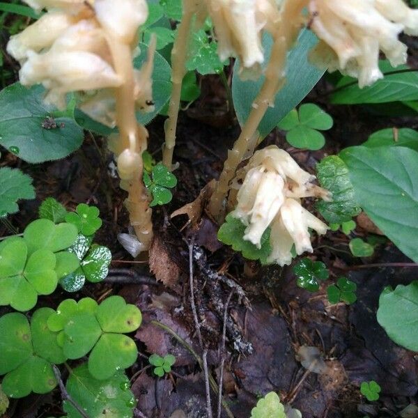 Monotropa hypopitys Levél