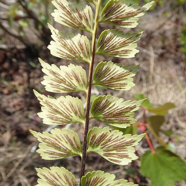 Asplenium stuhlmannii Folha