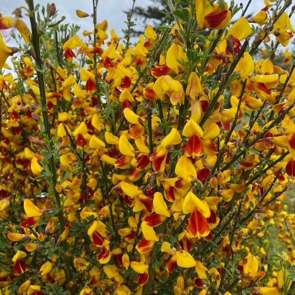 Cytisus scoparius 花