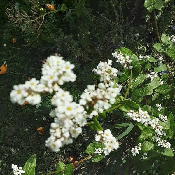 Fagopyrum esculentum Flower