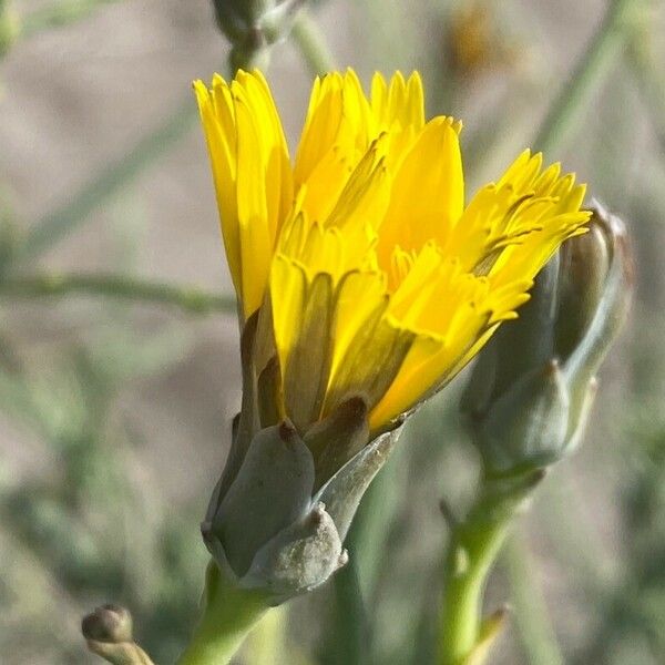 Launaea fragilis Flower